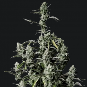 Gorilla Zkittlez Auto.png